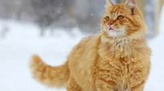 Оригинални прякори за червени котки и котки